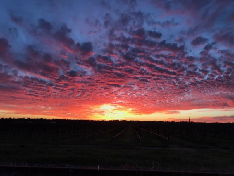 Bed and Breakfast Barossa House Tanunda Esterno foto