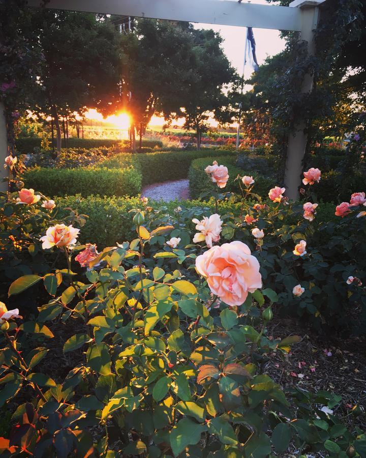 Bed and Breakfast Barossa House Tanunda Esterno foto